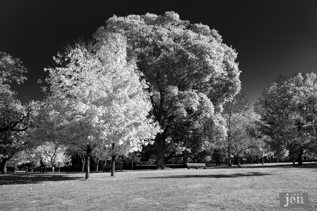 Aren't you just feelin' this black and white photo? 
#jenjustshoots
.
.
#blackandwhite #park #urbanphotography #visualart #peaceful #awesome_shots #moodyart #moody_tones #bw_society #tressinlight_hunter #blackandwhitephotography #blackandwhitephoto #BWart #bnwphotography #bnwlife