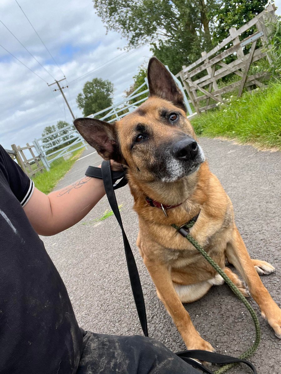 gsrescueelite's tweet photo. Bryson is 6yrs old and he is a lovely boy who is sadly struggling in kennels, Bryson can live with older kids and would like some stability in his life please 
#dogs #GermanShepherd #Essex 
https://t.co/42x2n1Fw14 https://t.co/8PuQojphqO