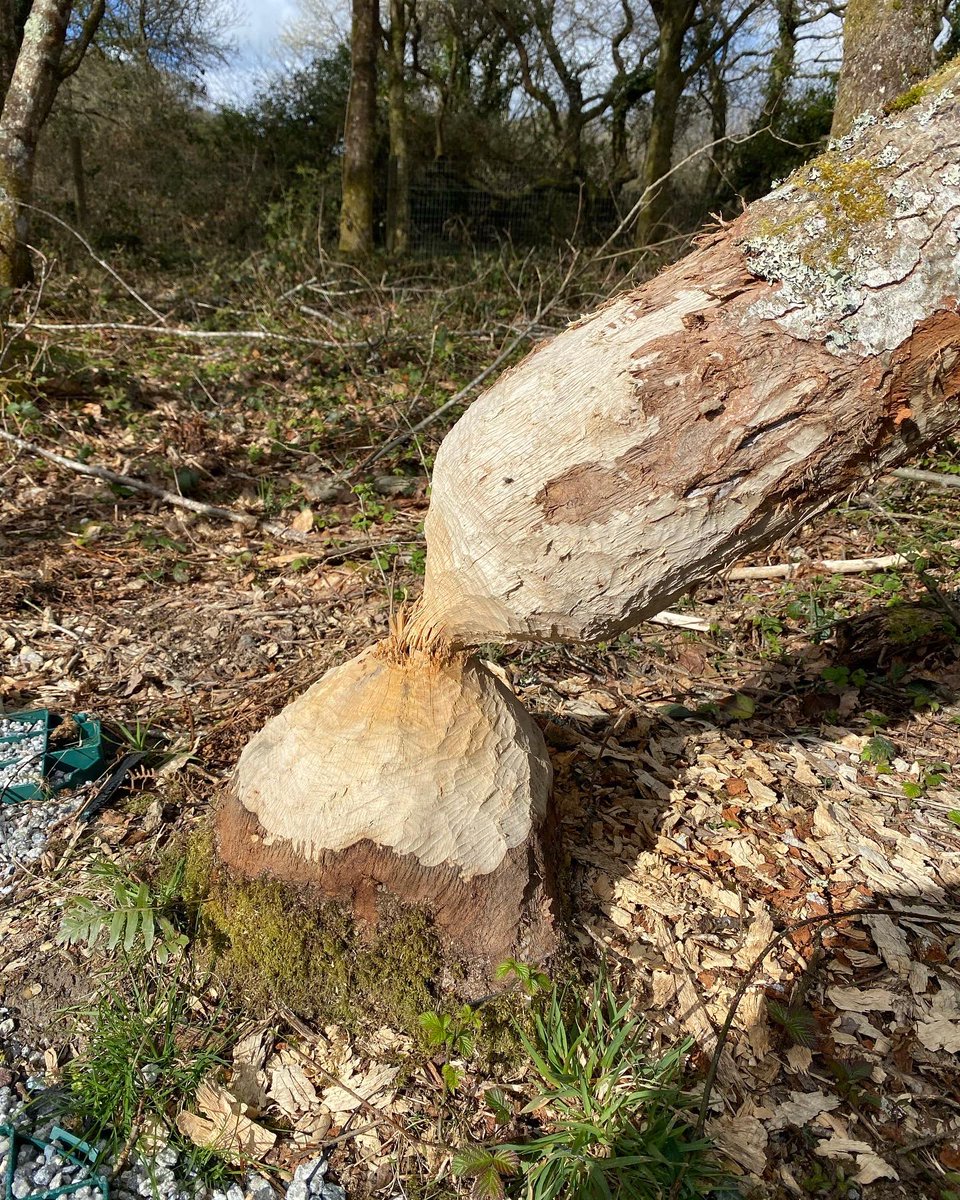 Back to Earth tweet media