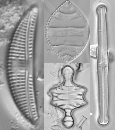 CardiffCurator's tweet photo. We have a new article about the Diatom Flora of Britain and Ireland project: https://t.co/PxhjHMbqsx #BotanicMonday https://t.co/Ky8mIsMDLr