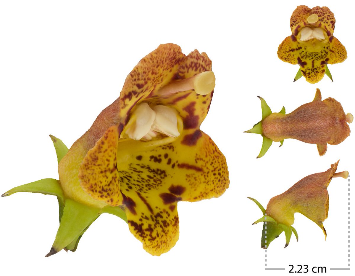 The #JolyLab is starting strong this morning at #BEEPEG2023  with a presentation by Ph.D. student @MarionLemenager  on "Broadening field collection to three dimensions" by presenting her work on the photogrammetry of flowers.
@ 8:45 in the symposium on the future of herbaria