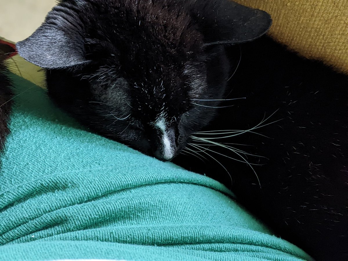 Fred needs a nap. Being 18 1/2 is hard work! #TuxieTuesday #tuxiecats #mytuxiepals #TuxieGang #seniorcats #SuperSeniorCatsClub #moggies #RescueCats #catpics #cats #CatsOfTwitter #CatsOnTwitter #CatTwitter