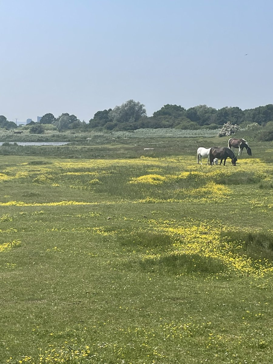 Hoo looking glorious in the sunshine ☀️ on our guided walk today for #GreatBigGreenWeek
 😎🦢🦆🐝🦋🐦‍⬛🐴
#birdwise #medway #coast #estuary #naturewalk