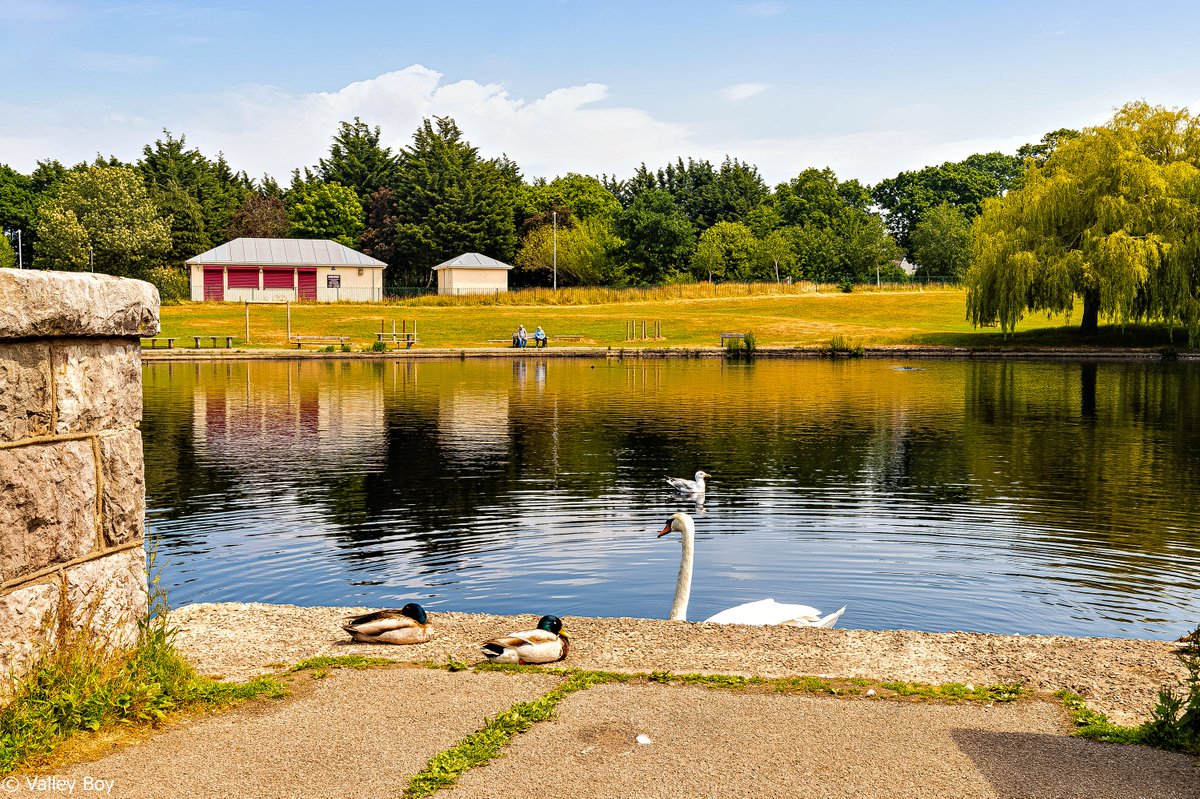 No boats, but plenty of Swans and Cygnets, Coots, Mallards, Terns and Gulls on Colwyn Bay's Llyn Eirias today. @Ruth_ITV @ItsYourWales @WalesCoastPath @northwaleslive @northwalescom @AllThingsCymru @OurWelshLife @NWalesSocial #ColwynBay #ParcEirias #LlynEirias #Wildfowl #Wales