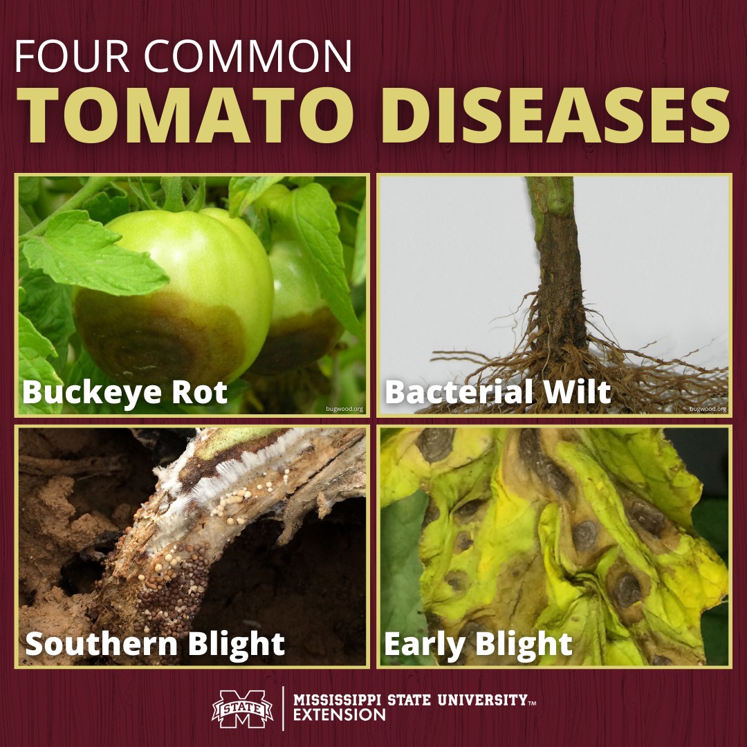 Do you know how to identify these four common tomato diseases?🍅

➡️Read here for more tips on growing tasty and disease-free tomatoes: ow.ly/6T0x50OvPG1 #GrowWithExtension #MSUext