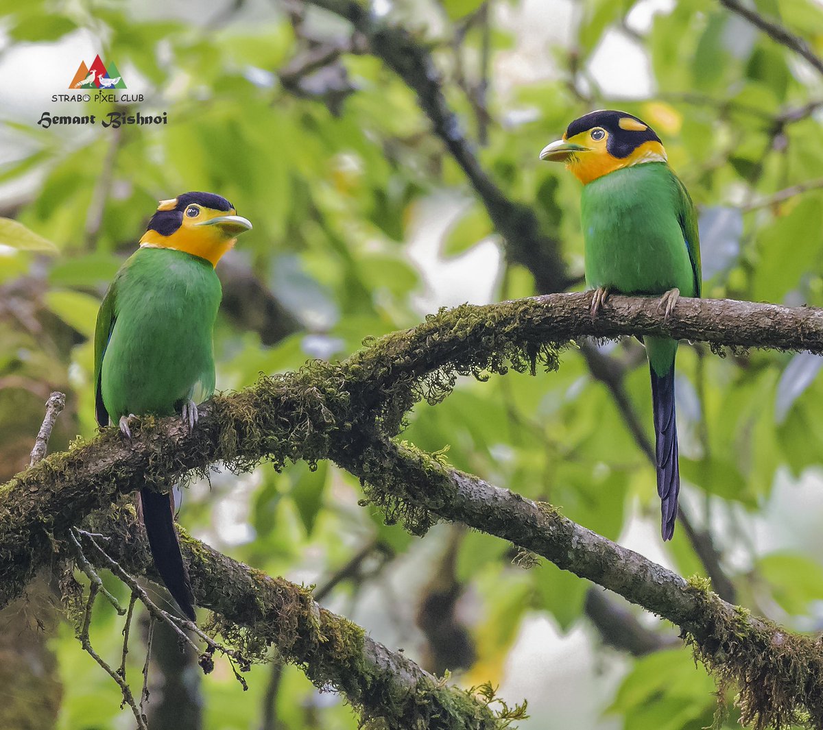 LongTailedBroadbill #birding #birdphotography #BirdsSeenIn2022 #birds #natgeo #bbcearth #nikonphotography #Nikon #strabopixelclub #wildlife #TwitterNatureCommunity #BBCWildlifePOTD #camera #NatureBeauty #NaturePhotography #TwitterNatureCommunity #NatureLovers #IndiAves #NikonD850