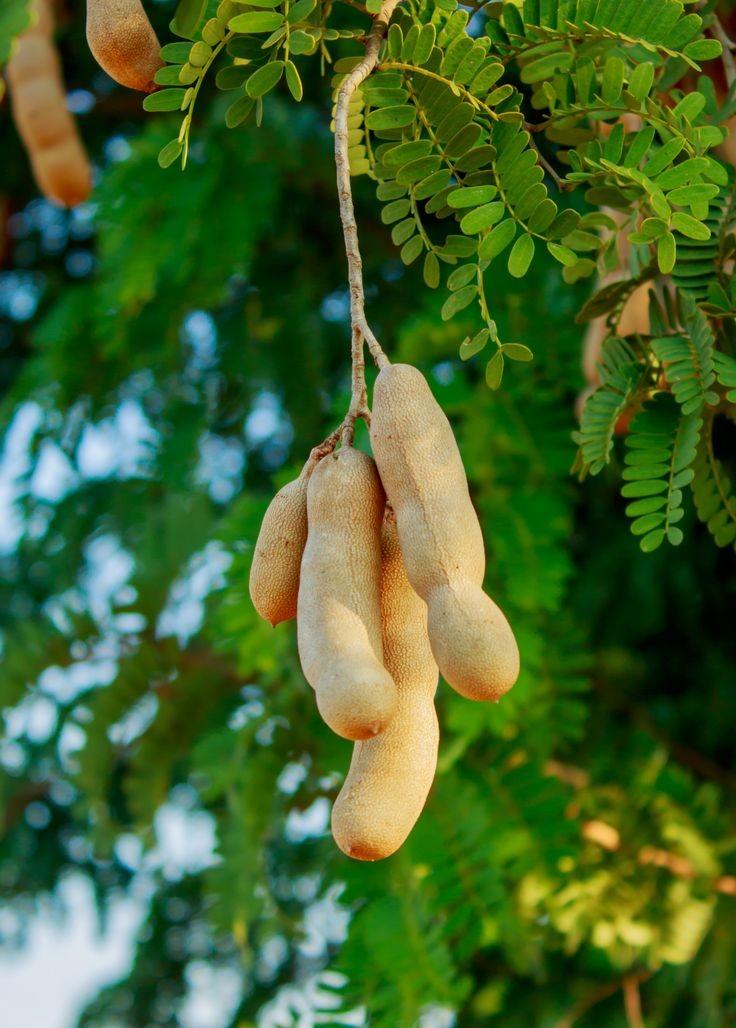 demi_farm's tweet photo. Farm quiz of the day.
Which plant is this? https://t.co/qgUSma4a5i