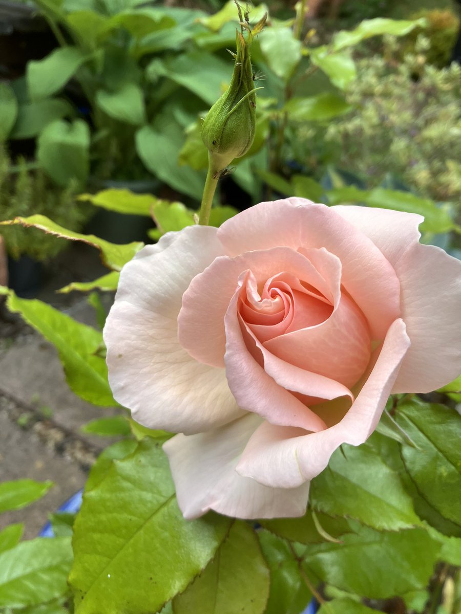 mdickinson66's tweet image. This was the last plant my wife bought last year. She passed away in April aged 55 and never got to see it flower💔😢