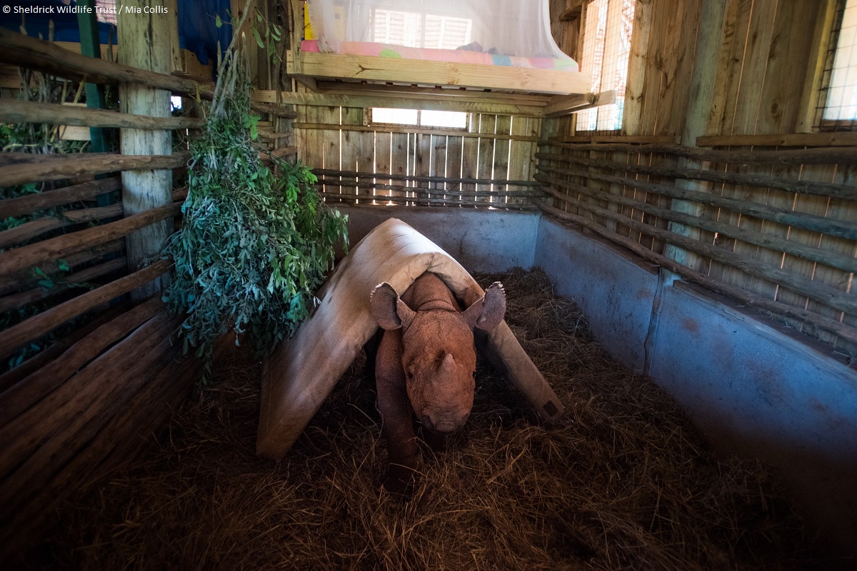 SheldrickTrust's tweet photo. For orphan baby rhinos, nothing is as magical as a mattress – not to sleep on, but to sleep under! Adored by Apollo in his youth, and by little Raha now, these mattress forts offer a feeling of security, perhaps reminiscent of sleeping beneath their mother's belly in the wild. https://t.co/1jacribuGH