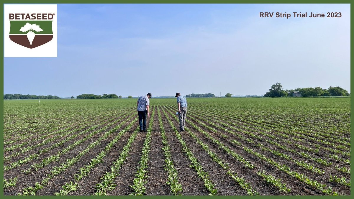 Betaseed1's tweet photo. Checkout this image from strip trials in the Red River Valley. Our extensive trial network gives us greater insight in the performance of the Betaseed lineup throughout the valley under commercial field conditions. ππ±
Β #StripTrials #Agriculture #BetaseedΒ #Sugarbeets #RRV https://t.co/JVKcQwDxOW