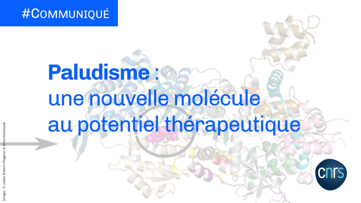 #Communiqué 🗞 Des scientifiques du <a href="/CNRS/">CNRS 🌍</a> identifient et décrivent pour la première fois une molécule capable de bloquer l’invasion des cellules sanguines par des espèces du genre Plasmodium, parasites responsables du paludisme.

➡ cnrs.fr/fr/paludisme-u…