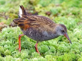 Bogota Rail is a very range-restricted species endemic to Colombia, where it is found only in a few mid to high elevation marshes in the East Andes, and its population is estimated to be 5,600 birds. Read more in the updated species account: bit.ly/3X1jKWf
#ornithology