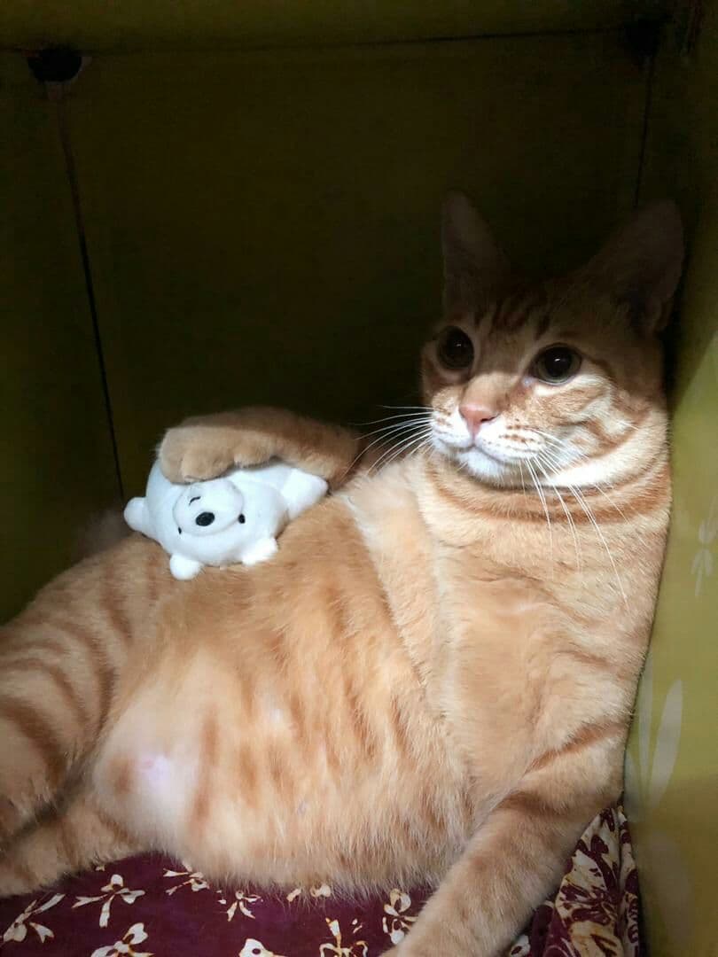 oyen ฅ^•ﻌ•^ฅ🚂 tweet media