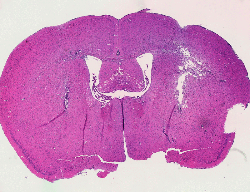 Journal of Clinical and Cellular Immunology tweet media
