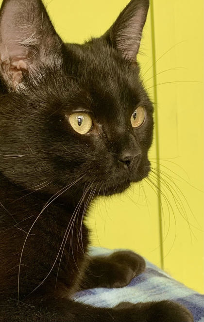 prairiesedgehs's tweet photo. Charles is a black male cat about 1 year old. He is very active. He does ok with other cats in the shelter.
Charles is neutered, microchipped and up to date on his vaccinations. He has also tested negative for Feline Leukemia and FIV.  His adoption fee is $250.00 plus sales tax. https://t.co/8mYIKybWsb