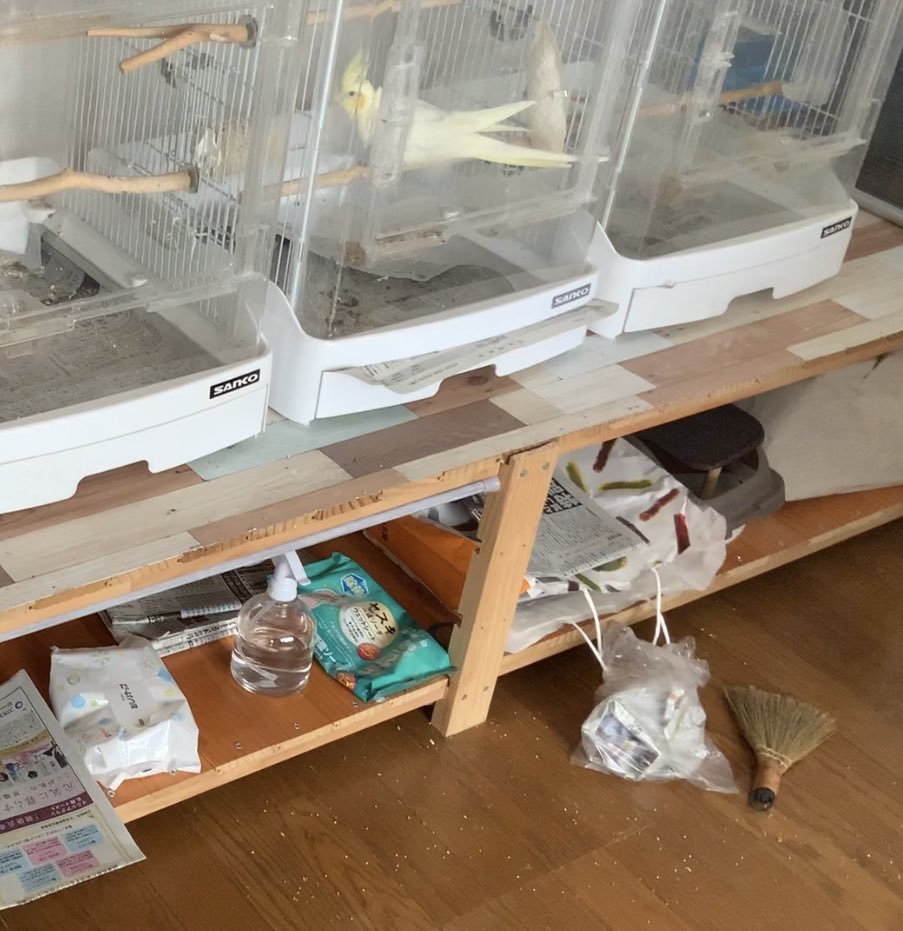 aruchannel0328's tweet photo. 「鳥小屋の掃除したゴミを食べちゃった事が
　どうかバレませんように」、、、の顔😂 https://t.co/ZKA09mqsA5