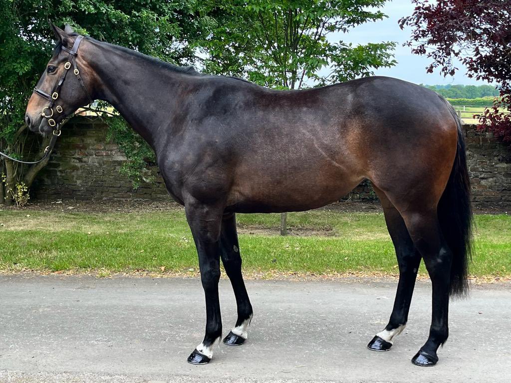 FOR SALE! Lot 47!

A gorgeous Blue Brasil Filly. Recently bought @Goffs1866. GBB NH 100% as well!  a lovely filly who is going to give someone a lot of fun. Please contact office@ollymurphyracing.com for more info. #Winners #TeamMurphy