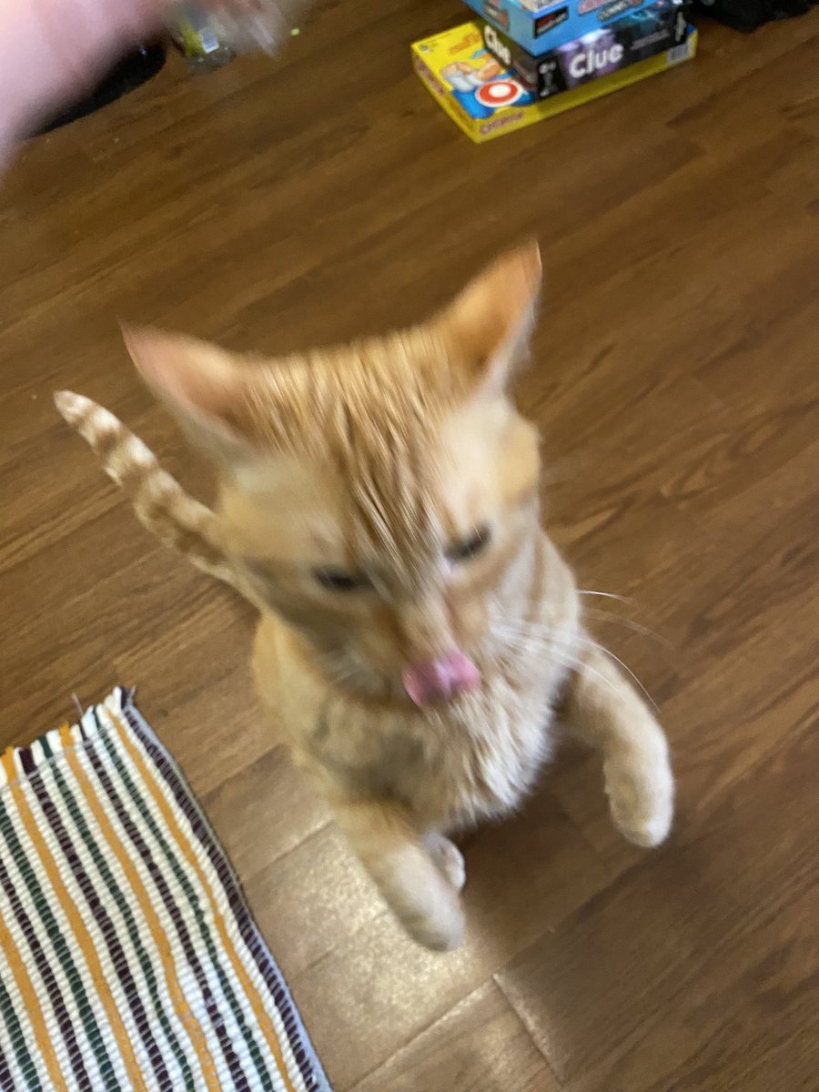 kittygi51187082's tweet photo. t. rex sniff https://t.co/H1vAI3b9SM