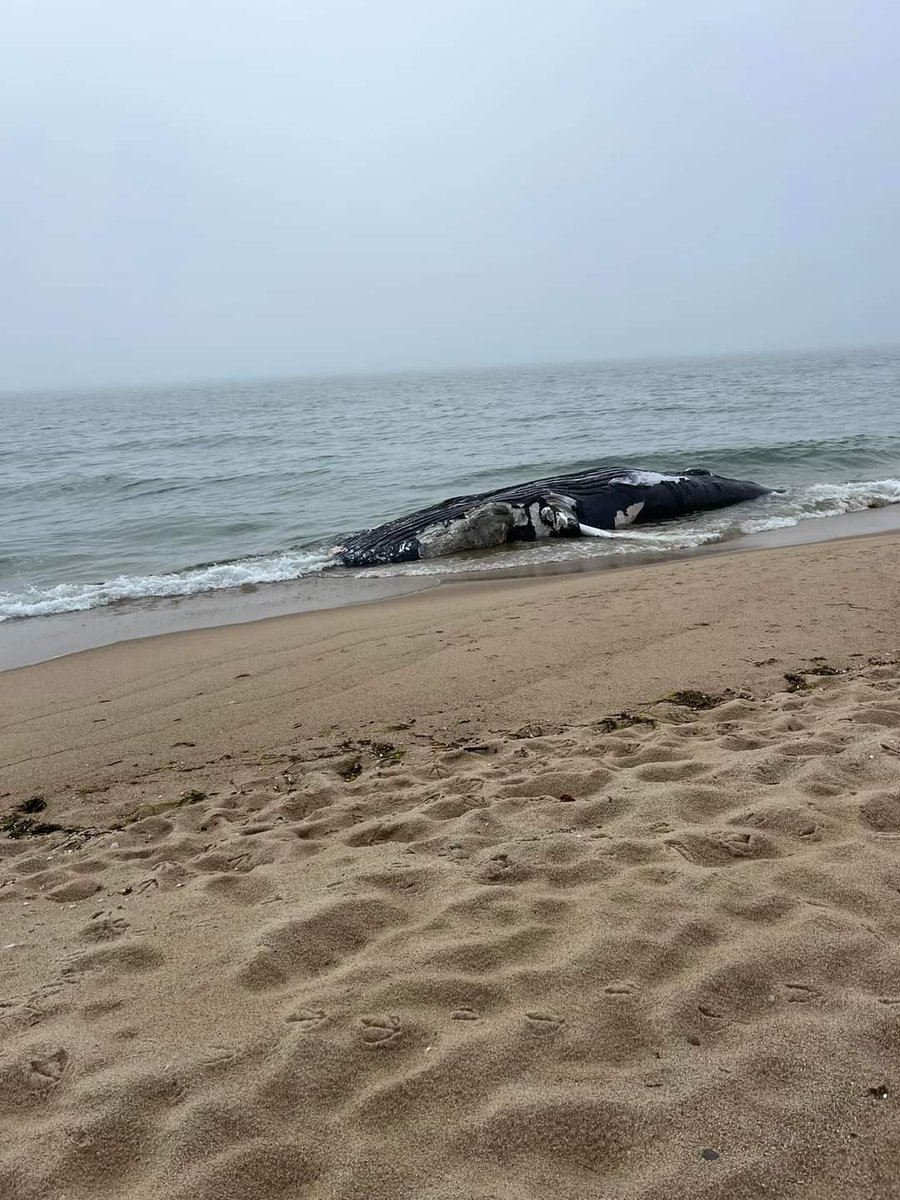 TheTrusteesMV's tweet image. #beachupdatesMV #CapePogeWildlifeRefuge Swim beach is closed due to a whale stranding. No changes to OSV access. Please keep safe distance from stranded marine mammals.