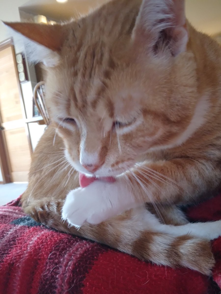 Happy #TongueOutTuesday #TOT pals! It's a cool, rainy morning, and what better place is there to #Hedgwatch than ladymom's lap?😻
#CatsAreFamily #CatsOnTwitter #cats #CatsofTwittter #BeKind #CatsOfTwitter #AlwaysBeKind