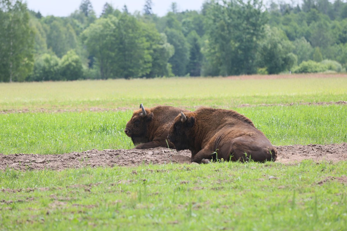 🦬Pod czujnym okiem żubrów trwa zjazd ruchów i organizacji z 18 krajów świata zajmujących się ochroną lasów #ForestMovementEurope 🌳
Dziś rozmawiamy o gospodarce leśnej oraz ochronie Puszczy Białowieskiej w kontekście wyroku #TSUE z 2 marca br. 
Wierzymy, że mamy szansę odwrócić