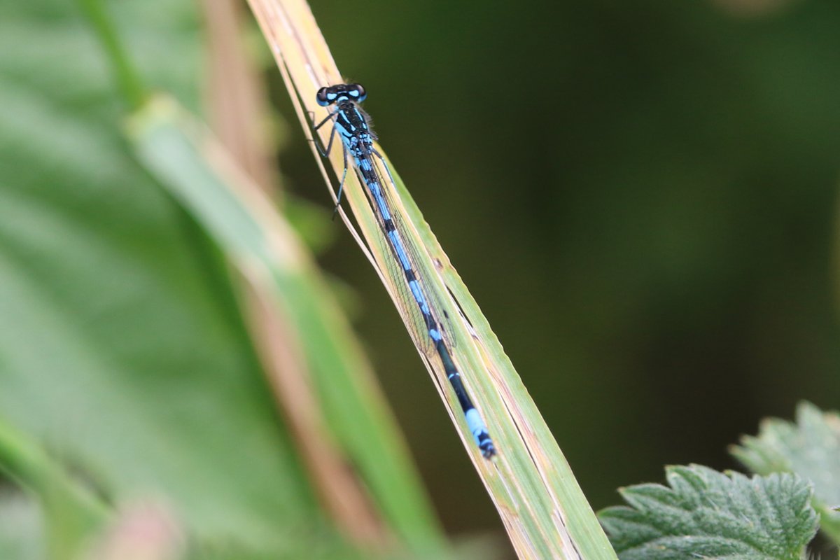 Variable damselfly, Avalon Marshes