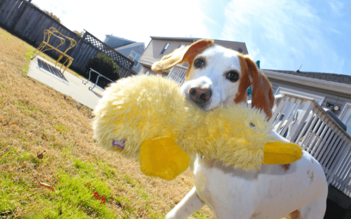 This is Scout, a once homeless hound who brings comfort to her <a href="/USMC/">U.S. Marines</a> veteran and order to the occasional chaos of her multi-pet home.

Sweet story made possible through <a href="/RichmondSPCA/">Richmond SPCA</a> and a must-read! >> pfp.care/david-scout

#AdoptDontShop #adoptashelterdog