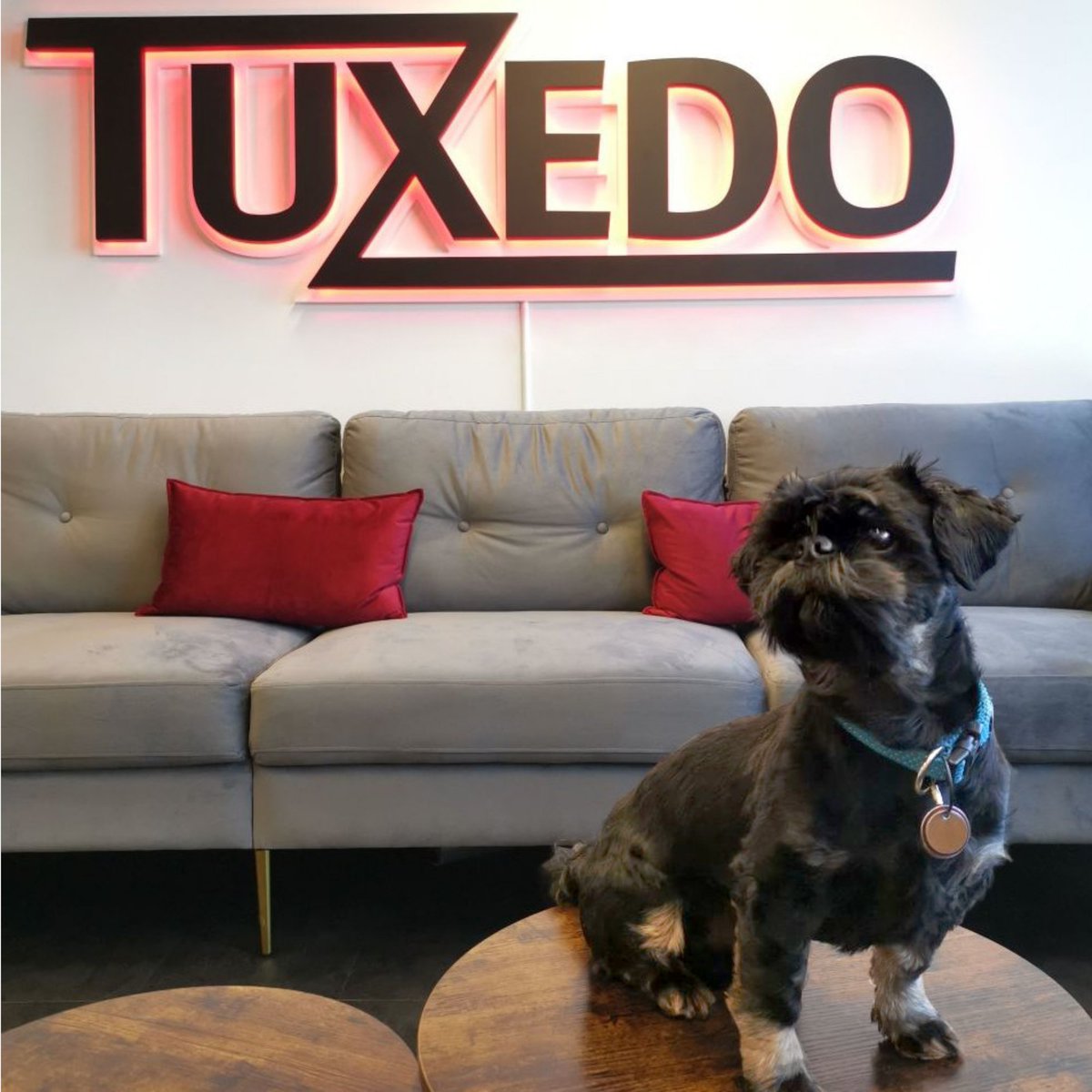 June 23 is worldwide office dog day. This is not a rarity for Alfred. He is already an integral part of the team & happily welcomed into the office several times a week. Which 4-legged friends are allowed in the office with you? Post pictures - we're curious! #takeyourdogtowork
