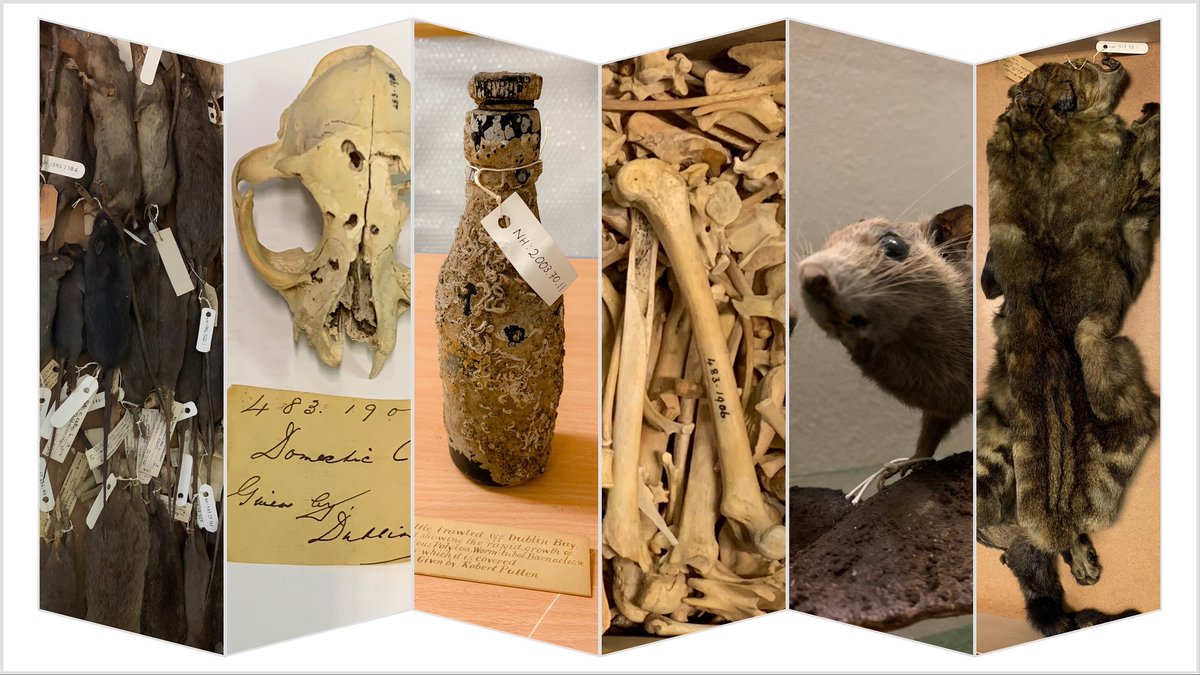 NMIreland's tweet photo. While not all specimens originate from famous expeditions or well-known collectors, there can be fascinating stories behind how they become part of the NMI’s collection. https://t.co/r9a5nq0SUj Our latest #RegistrationCorner Blog Post details some of those stories #MuseumBlog https://t.co/rPQxazhdyo