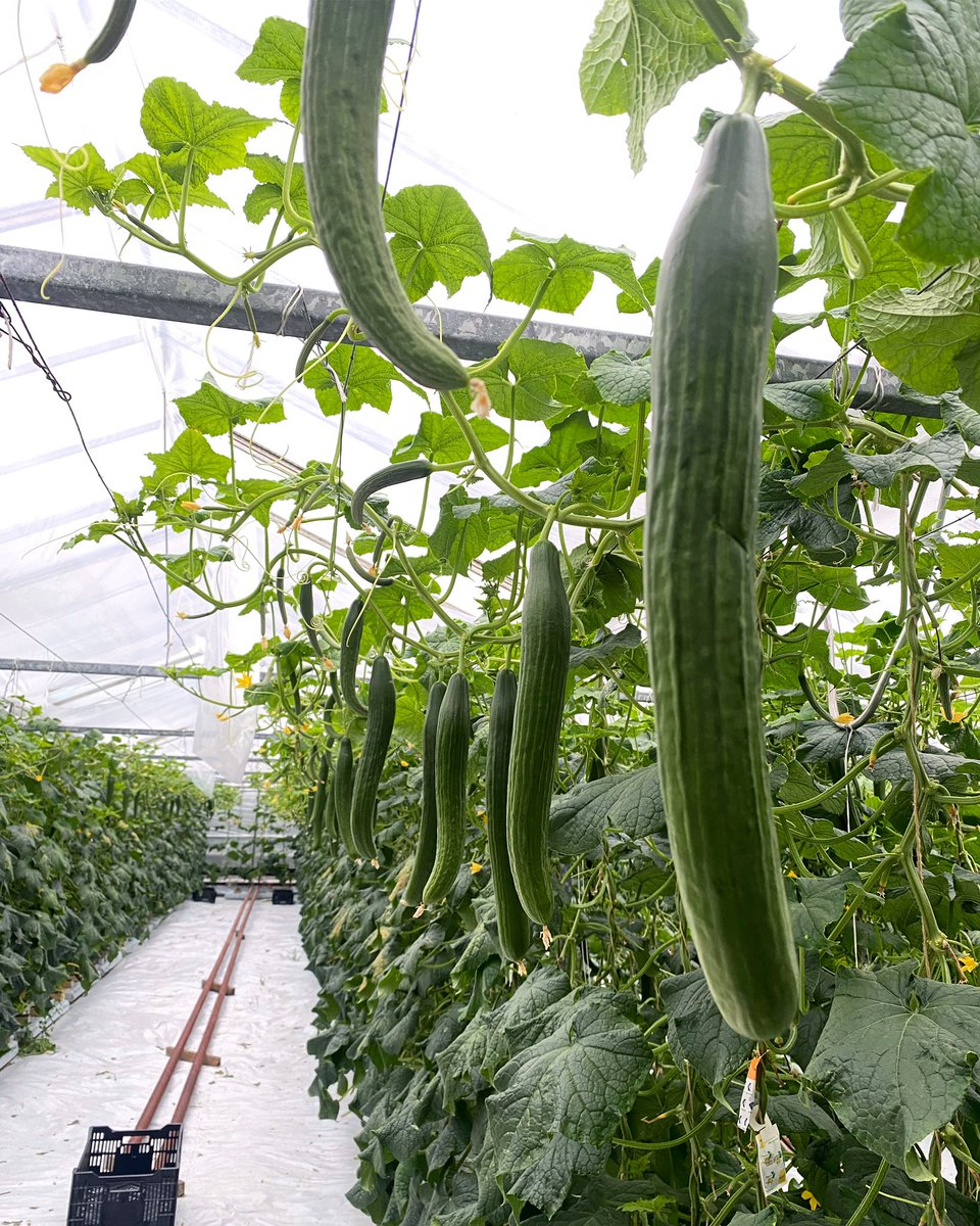 Cucumbers loving the weather lately! Have you had a Welgro cucumber in a summer salad? #Welgro #IrishCucumber #salad