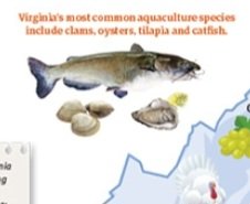 WAS SO EXCITED... VIRGINIA has a #FoodLiteracy issue. Looking for visuals. So, AG CLASSROOM pins ONLY FARMED Seafood?  #Virginia #Seafood #Heritage unhinged? Nice kill switch @VaAgriculture Who did this? 
virginia.agclassroom.org/teachers/harve…