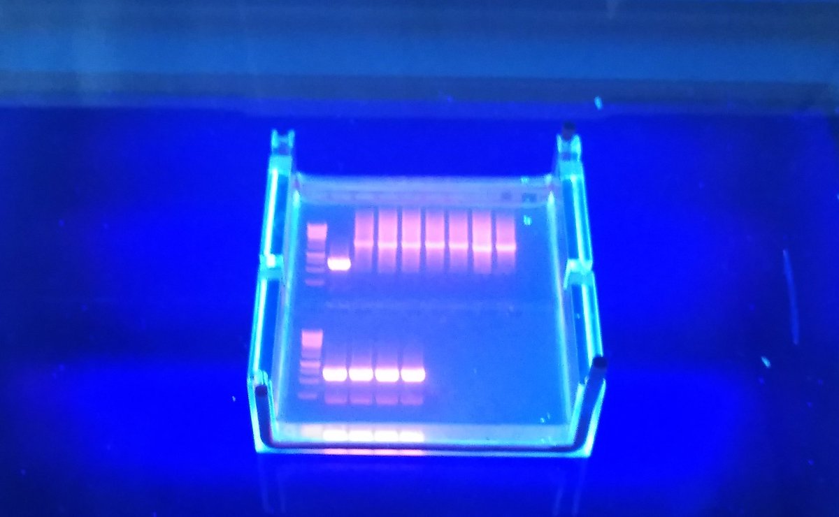 LoreAment's tweet image. Beautiful florescent colors of success
#labwork #pcr #molbiol