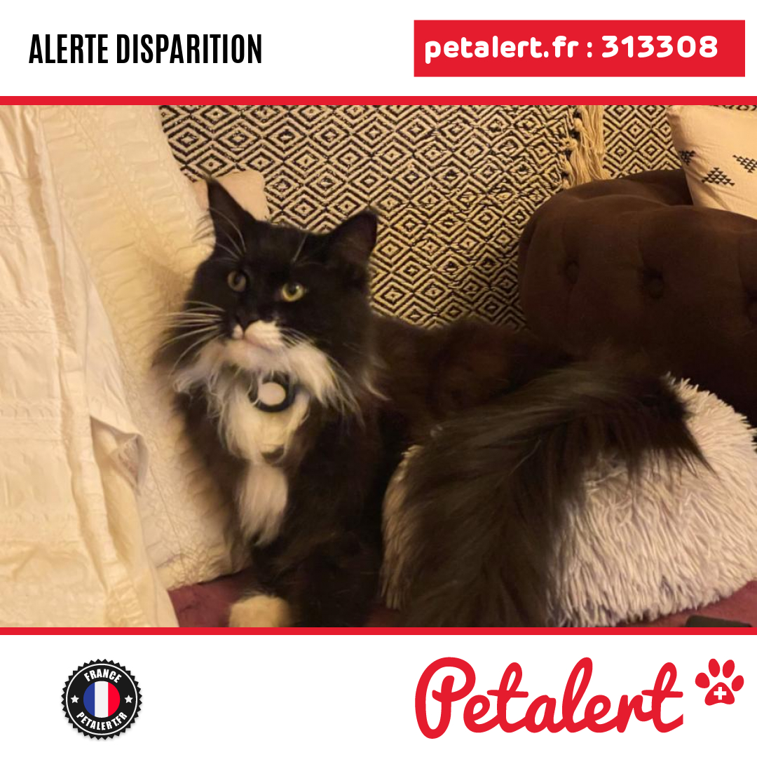 Disparu #Chat #BouchesDuRhone #Marseille #Petalert #PetAlert13 / p3t.co/zyyia