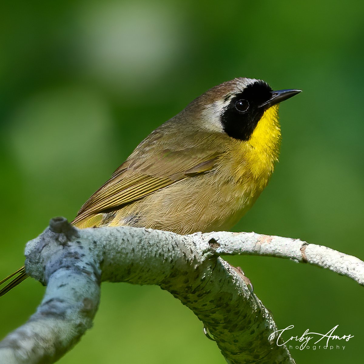 These have been anything but common for me this year. Common Yellowthroat.
.
ko-fi.com/corbyamos
.
linktr.ee/corbyamos
.
#birdphotography #birdwatching #birding #BirdTwitter #twitterbirds #birdpics