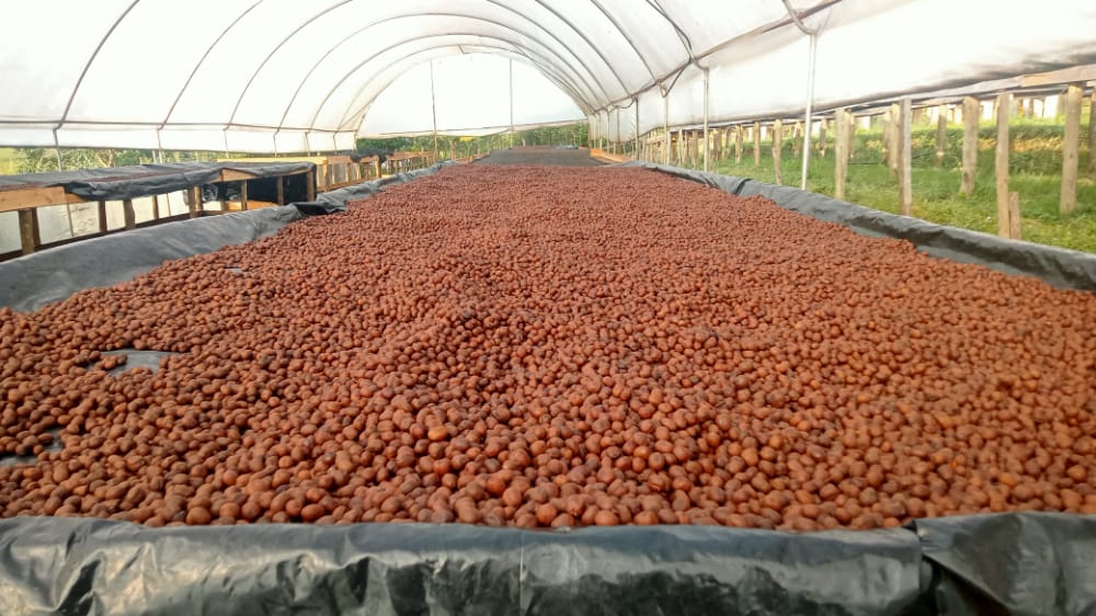 Chepsangor Hills Coffee tweet media