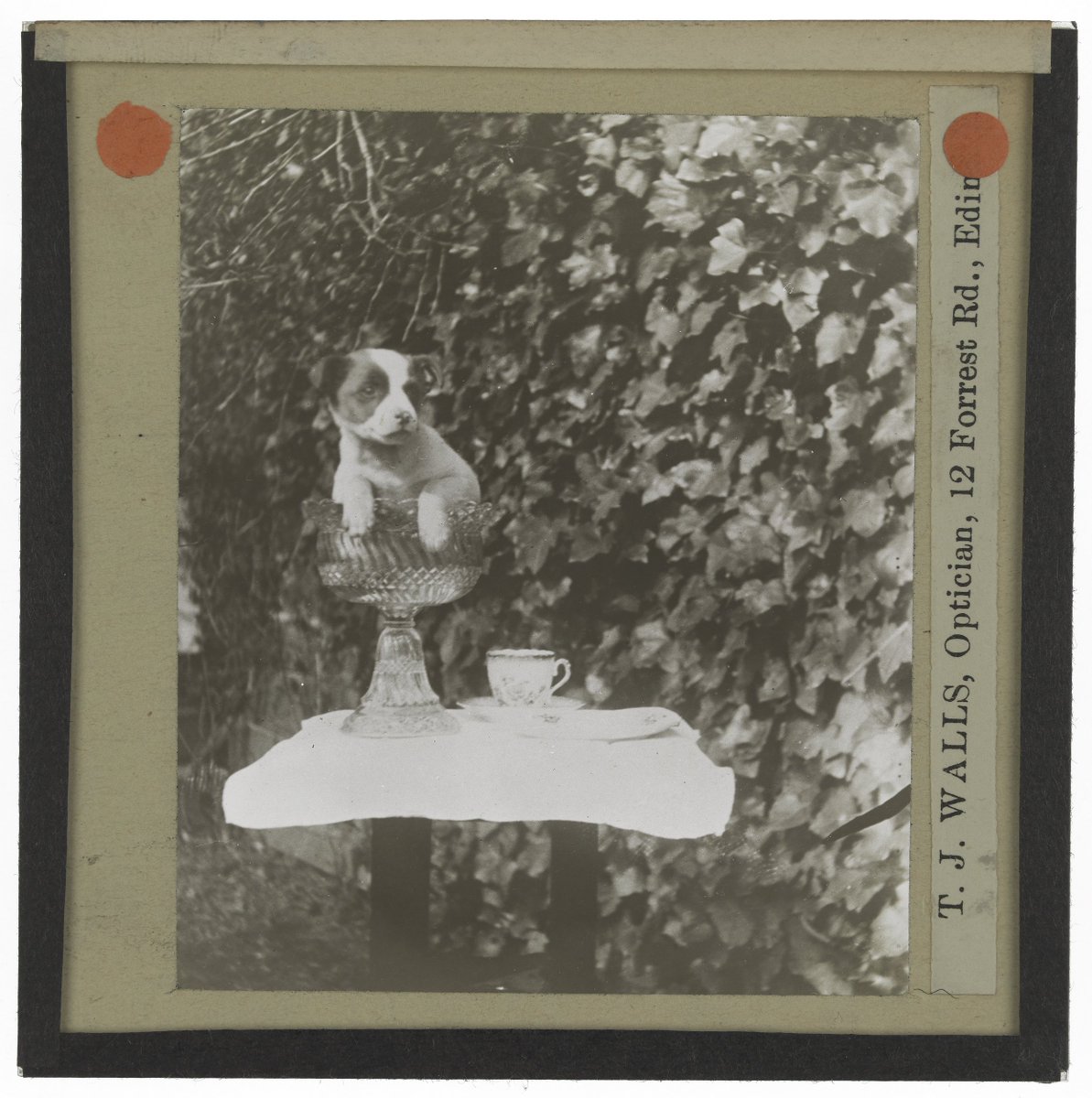 EdUniLibraries's tweet photo. Today we're highlighting one of our favourite archives - Roslin Glass Slides. A collection of nearly 3,500 late C19th/early C20th glass plate slides from Roslin Institute. You can access this unique collection at our Image Collections 🔗 https://t.co/GbCzWYBLHL #EdUniDigitised https://t.co/8eVxvtXCPS