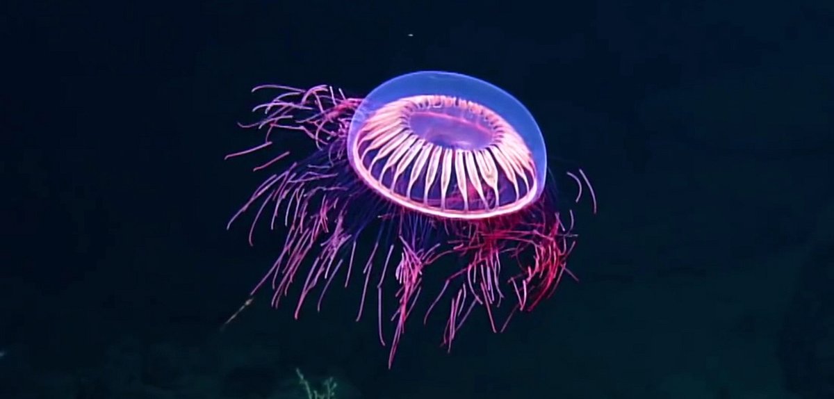 halitrephes maasi, also known as firework jellyfish 🧨