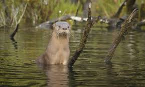 "Laáltes wa yetel chelaks cheyekta samán": La nutria es resistente y rápida. Es difícil de alcanzar.
Creemos que algunos ancestros se convirtieron en nutrias.