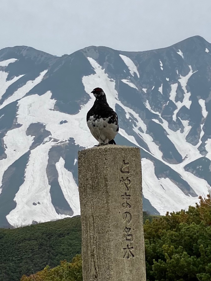 sugibon1's tweet photo. とやまの名水くん https://t.co/btfgDyK5E0