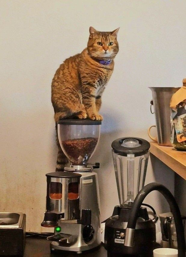 DontShowYourCat's tweet photo. on the grind https://t.co/uw1xk6BFCq