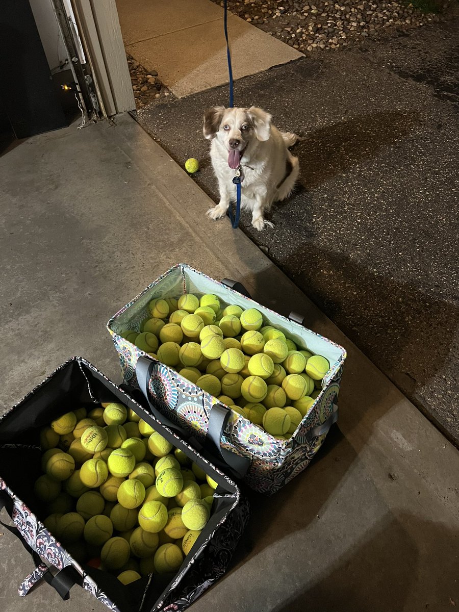 littledibbern's tweet photo. Life update: I now own 285 tennis balls for kids and youth ministry things.

Penny update: she thinks all of these tennis balls are hers. I did give her one. She kept dropping it in the bag so she could grab a new one. 

#dcelife #vbs https://t.co/JzbWCMqG94