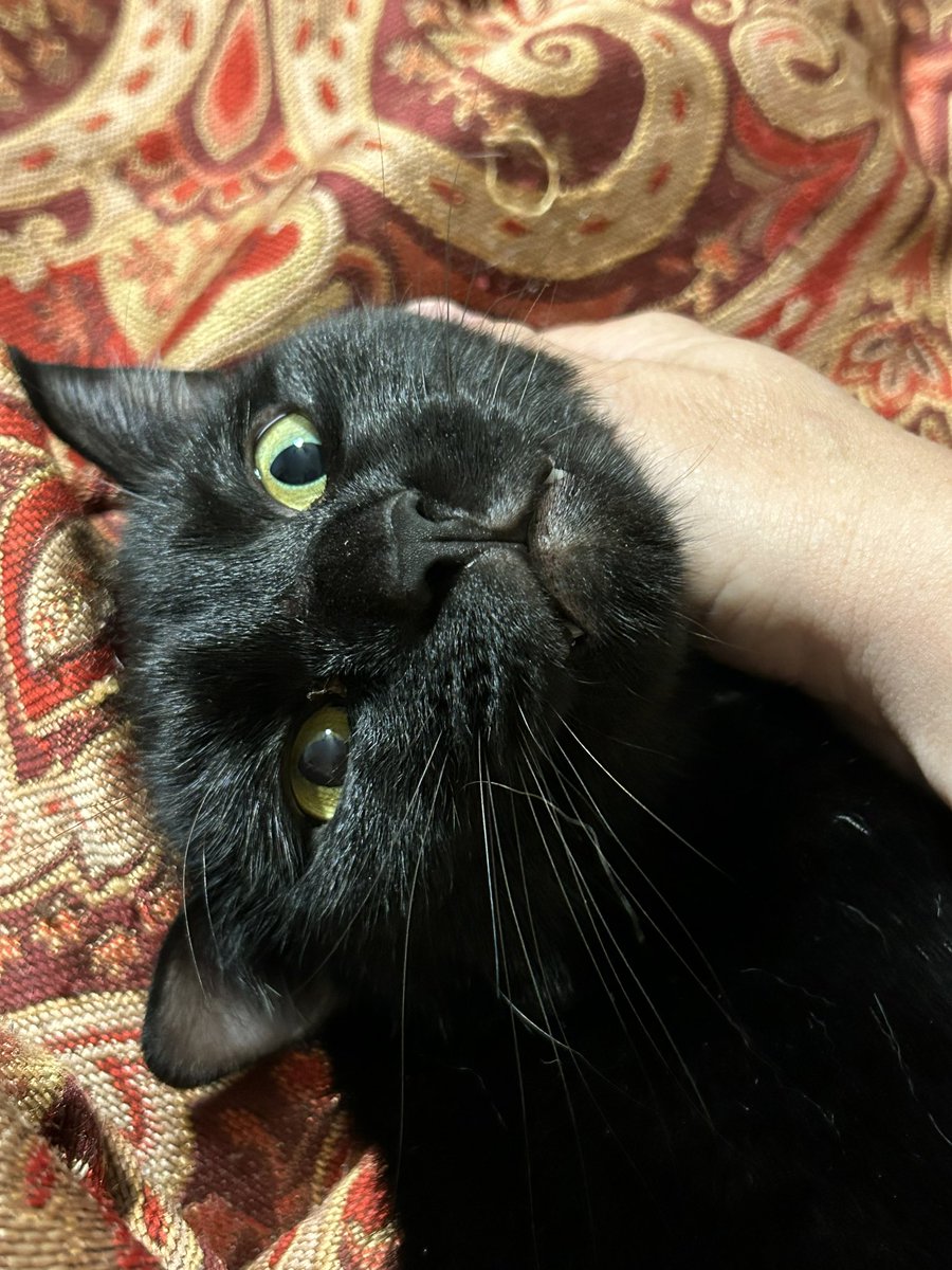 AtticusAtticCat's tweet photo. Self-care is important. #AtticusTheAtticCat https://t.co/MARIGDUZUZ