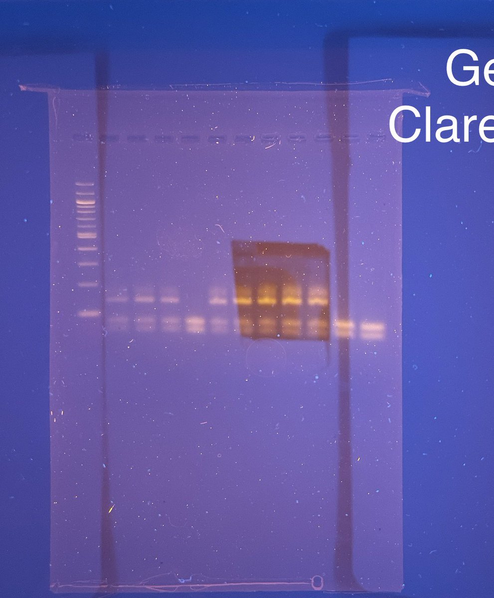 Clare Andvik tweet media