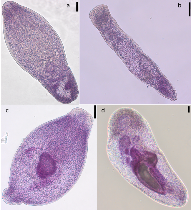 ParasiteJournal's tweet photo. Now in press in 𝙋𝙖𝙧𝙖𝙨𝙞𝙩𝙚:
Black spot diseases in seven commercial fish species from the English Channel and the North Sea: infestation levels, identification and population genetics of Cryptocotyle spp.
Soon: https://t.co/mnlPUAuTuA https://t.co/4G59YajgS0