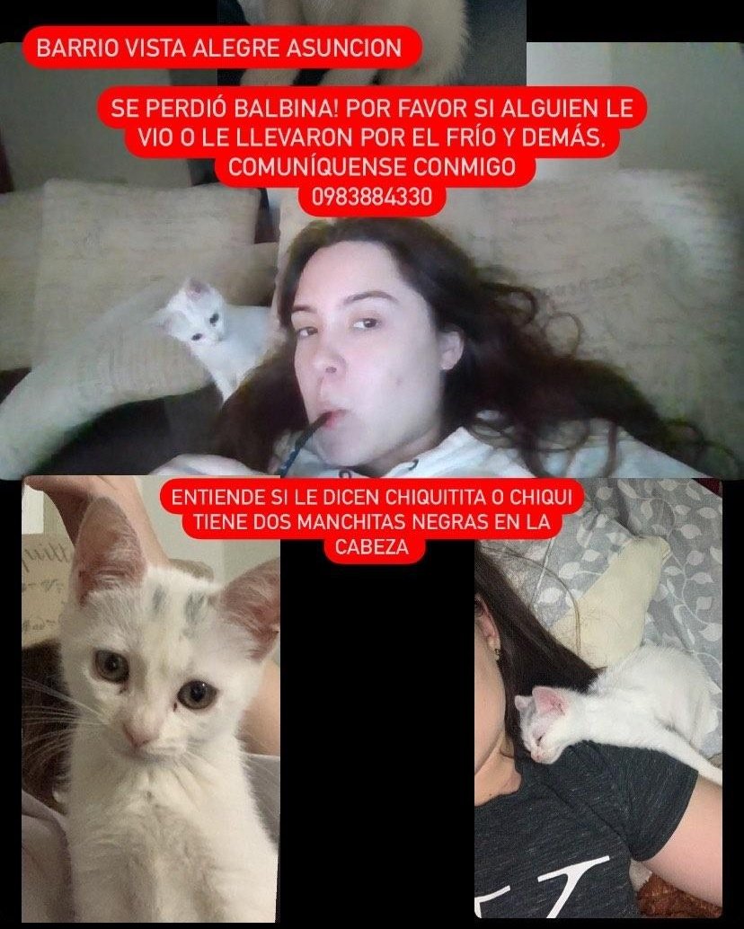Buscamos a balbina RT 👇🏻🙏🏻🥺
tiene 3 meses, tiene 2 manchitas negras en la cabeza, todavía no entiende muy bien su nombre pero se le dice chiquitita o chiqui 
Zona: barrio vista alegre asunción, cerca del supermercado gran