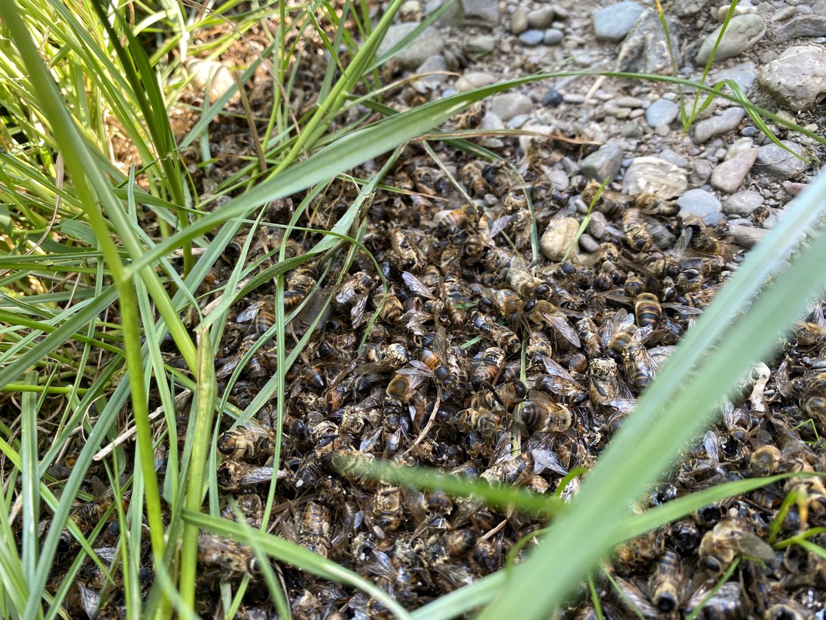 GwenynGruffydd's tweet photo. Only a matter of time until I saw this again….CBPV virus doing its rounds across the U.K. again. 
What should we be doing to fight it? https://t.co/2O13oPcel6