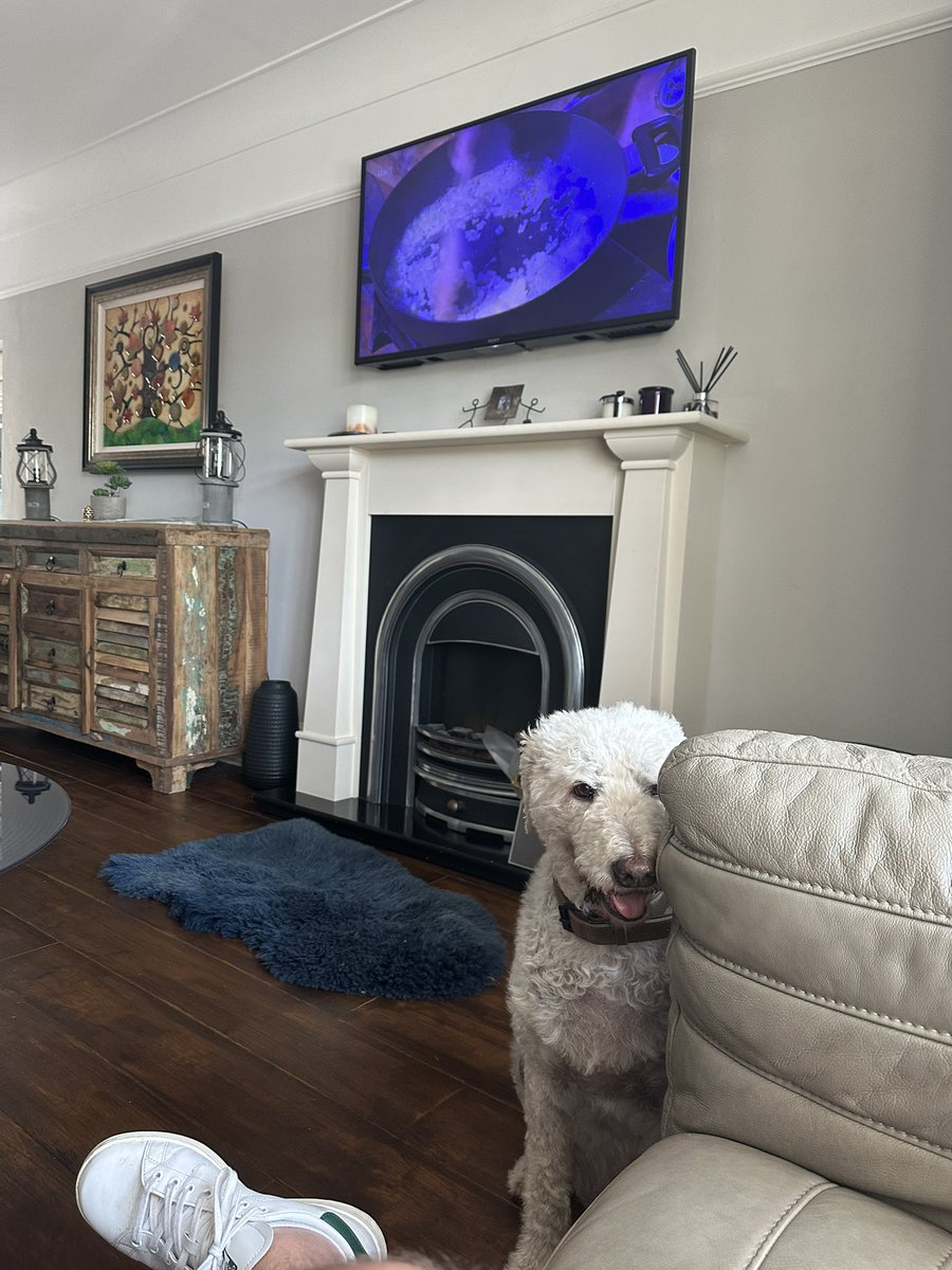 Dougal_TheDog's tweet photo. He he he he. They blamed the mother hooman. I do what I like. #dogfarts #fogdarts #dooglife #sniff #smellthat #youmutha https://t.co/PI7JyM6VKj