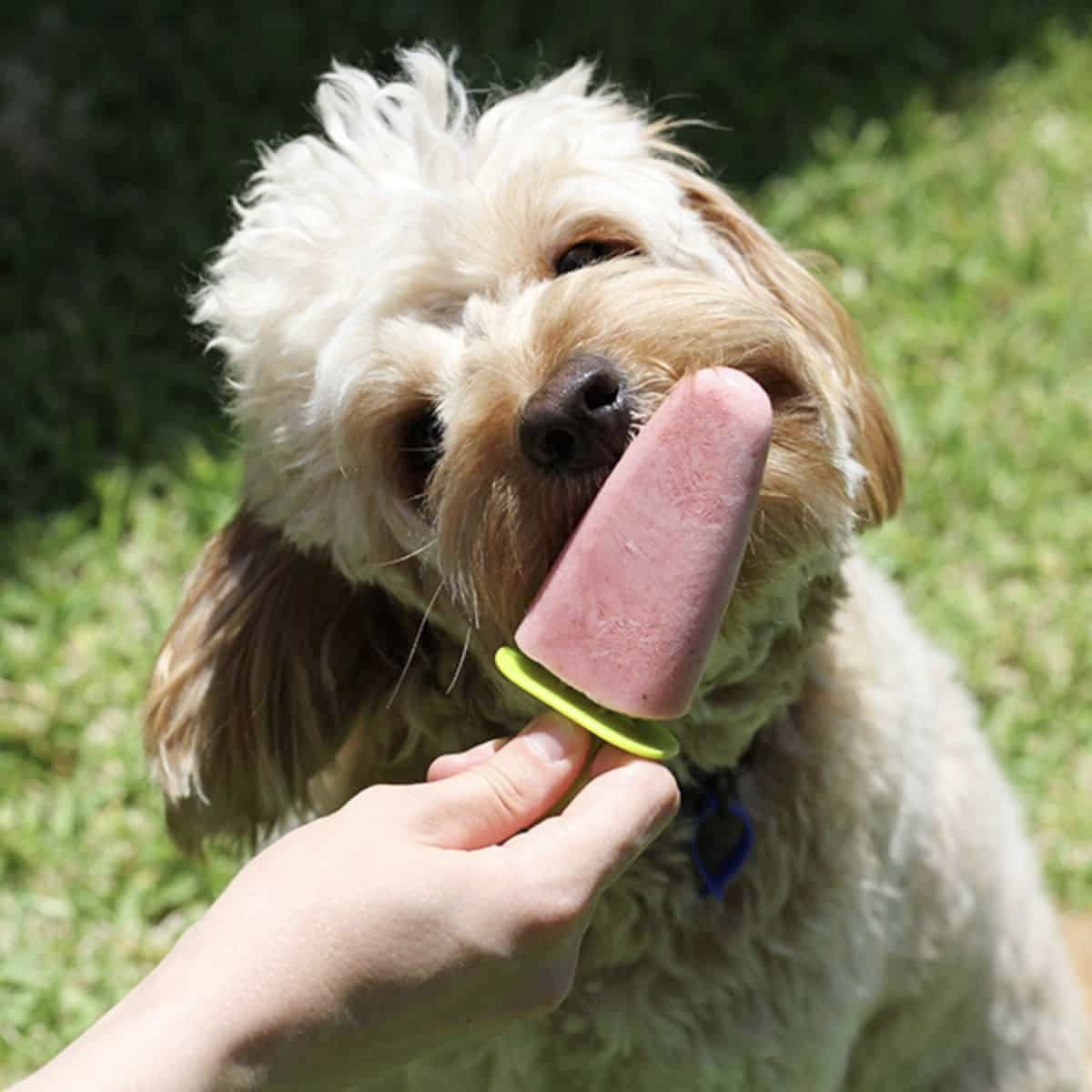 DuraPaw - Dog Toy Treat Dispensers