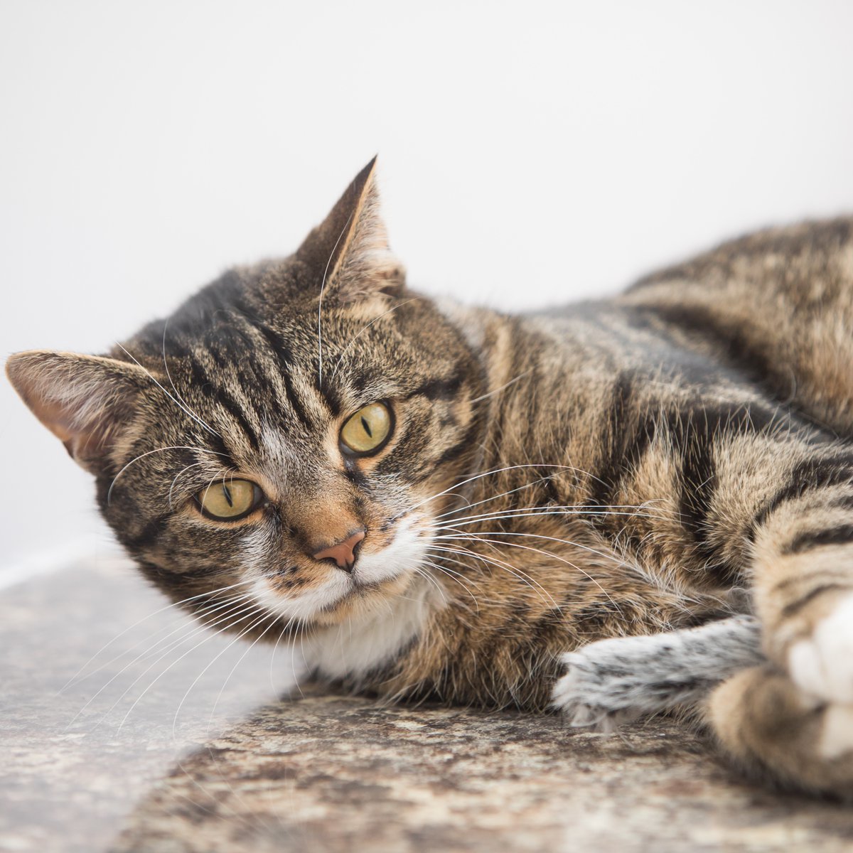 Have a #MatureMoggy or maybe looking to adopt one? Read our expert advice on caring for an older cat, including our video guide here: spr.ly/CaringForOlder… 🐈