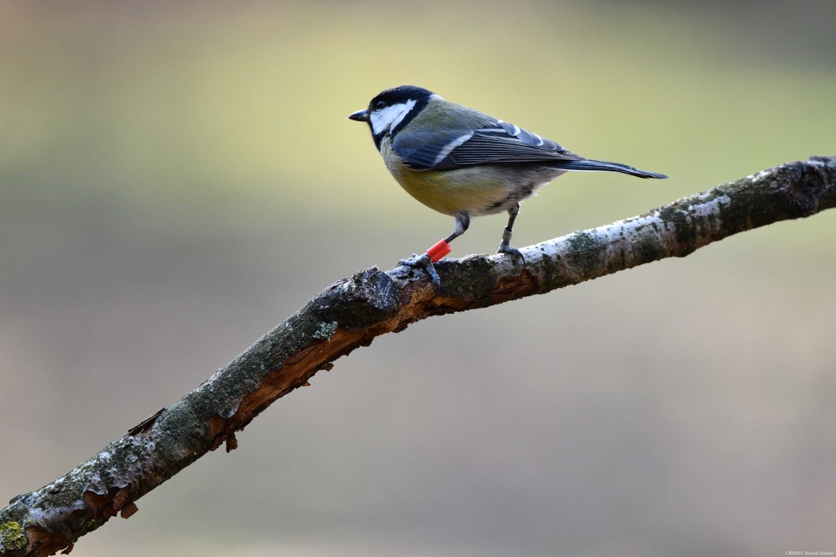 In a 3-year genomic selection experiment in the wild involving more than 2000 Dutch great tits, researchers found that the birds’ reproductive success was not affected by laying eggs early or late in the season. scim.ag/2Zd